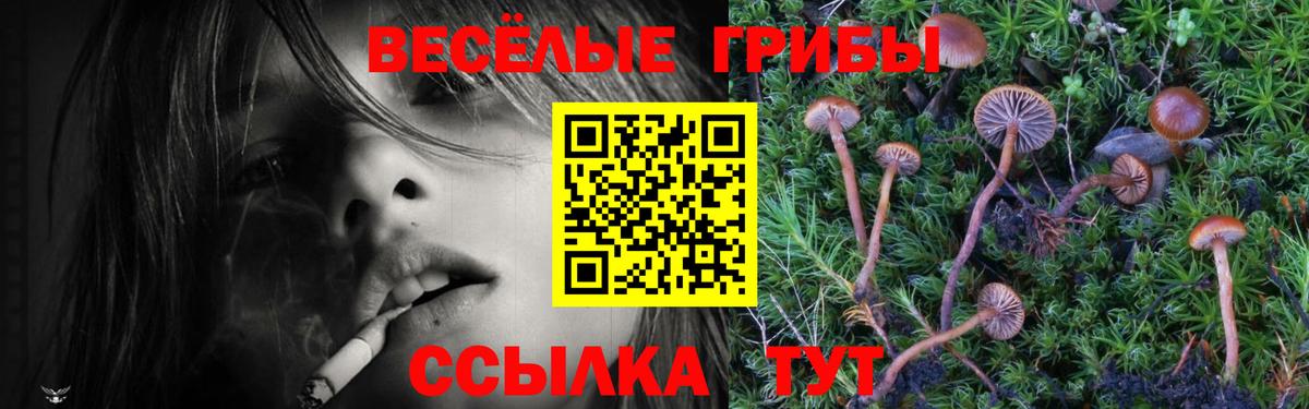 Галлюциногенные грибы Psilocybe  Вход с VPN  Кизляр  Галлюциногенные грибы MAGIC MUSHROOMS 